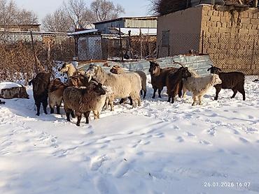 Козы, козлы: Продаю | Коза (самка), Козёл (самец), Козлёнок | Полукровка, Нубийская, Битал | На забой, Для разведения | Племенные, Осеменитель — 5