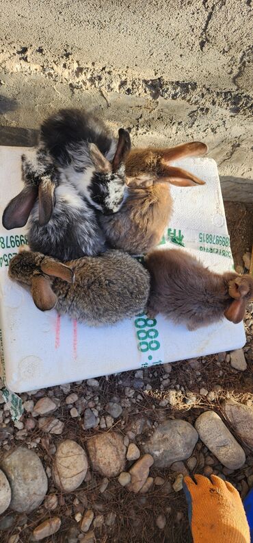 Кролики: Продаю | Крольчата | Серый великан | Для разведения | Племенные — 3