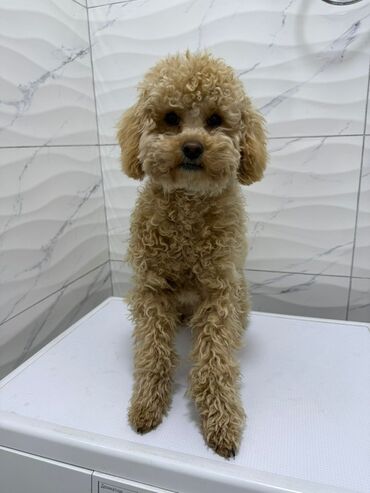 Услуги ветеринара: Продаем в хорошие, заботливые руки мини-пудель, девочка, 7 месяцев( — 3