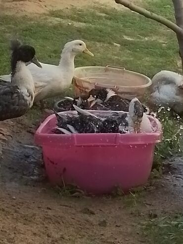 Ördəklər: Ev şəraitində bəslənən ördəklər - Növ: məişət üçün saxlanılan — 13