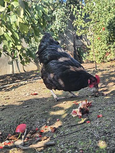 sari qus: Toyuq, Australorp, Damazlıq — 8
