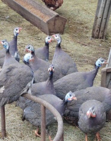 купить декоративных курей: Продаю | Петух, Куры