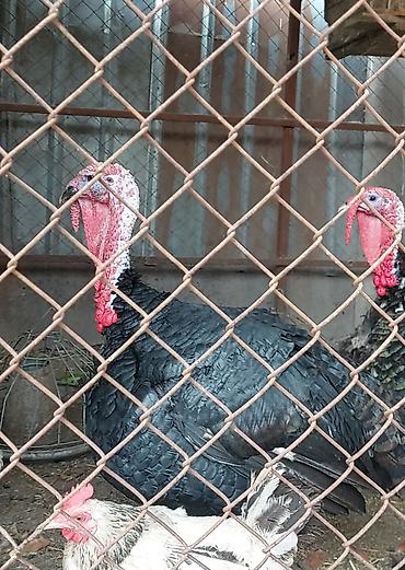 продаю куры несушки: Продаю | Индюк (самец) | Для разведения — 8