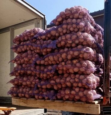 продам картошку: Картошка Цыганка, Оптом