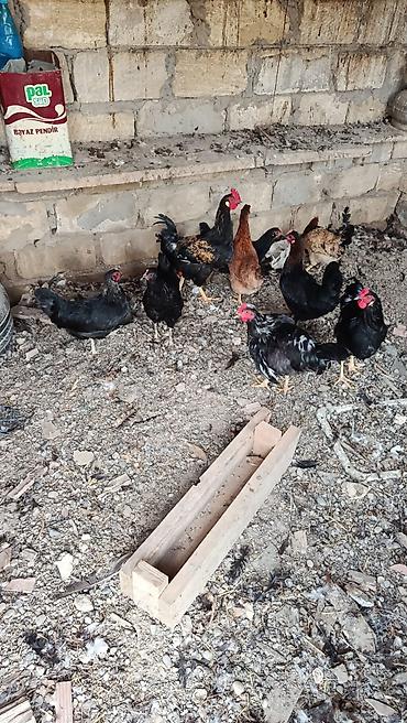 toyuqlar: 12 becedi 2 yumrta yan toyuq sex deyl toyqun balalardi 7 aylqdi lar — 1