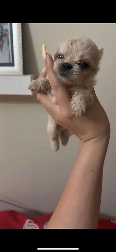 quru it yemi: Pekines, 1 ay, Erkək, Sənədli, Ödənişli çatdırılma — 6