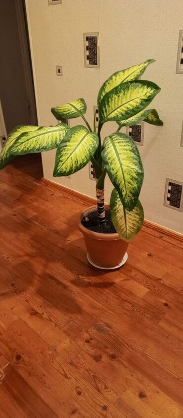 Quruducular: Dieffenbaxiya (Dieffenbachia) otaq bitkisi - Dekorativ iri