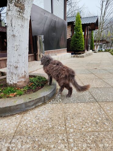 ingilis setteri it cinsi digər adı: Erkək, Yaxşı əllərə, Ünvandan götürmə