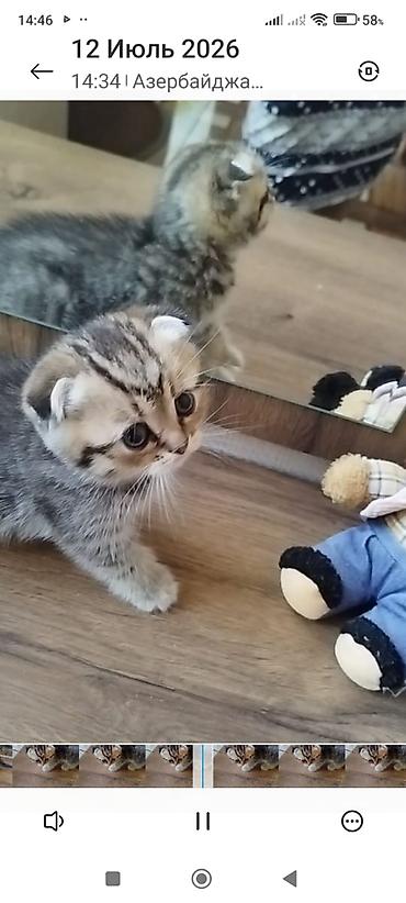 Животные: Шотландская вислоухая — 3