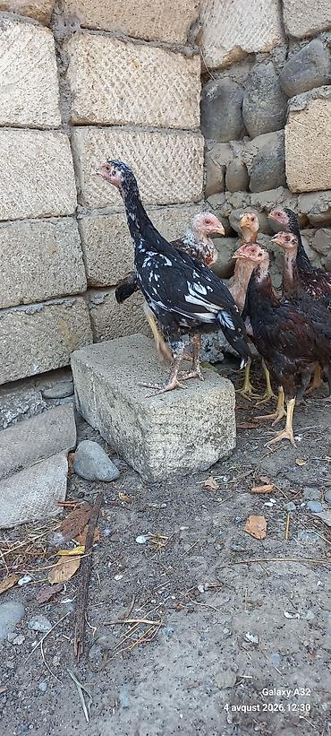 попугай ара цена: Сhicks, Для разведения — 3