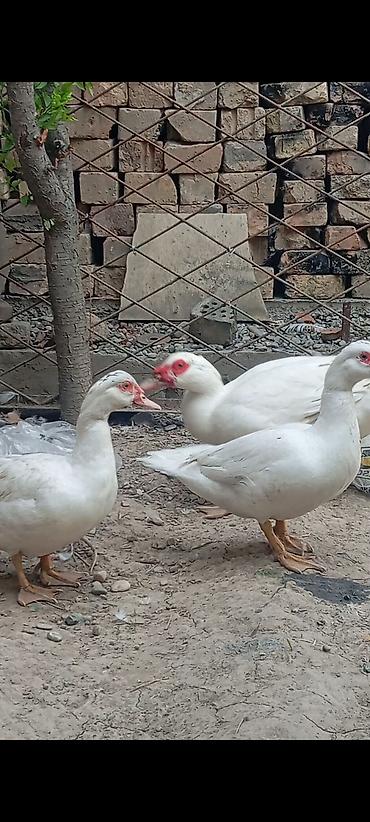 купить джунгарского хомяка: 🦆 Индоутки тяжёлой линии — 2+1 Продаётся семейная группа: 2 уточки + 1 — 2