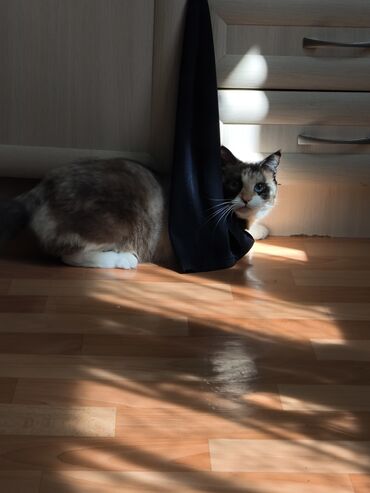 отдам кота я его боюсь: Мышык бекер берилет: Сиам, 2 жаш, Ургаачы, Аргын