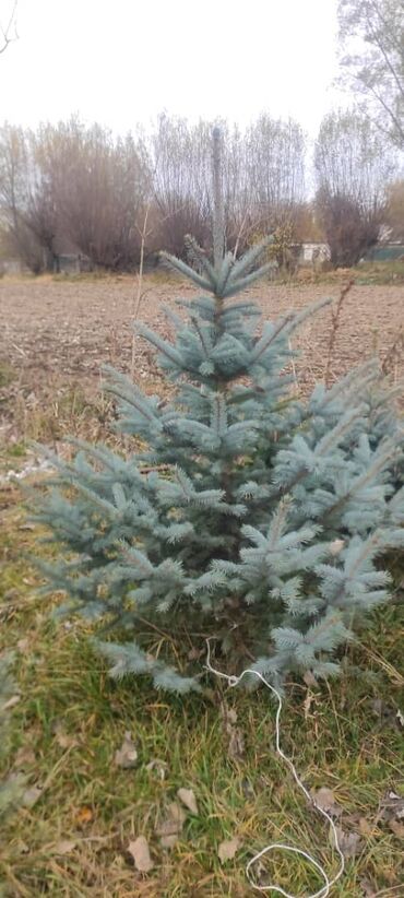 Декоративные деревья: Саженцы деревьев: Ели, Бесплатная доставка — 4