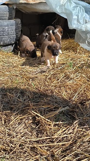 İtlər: Qafqaz çoban iti — 3