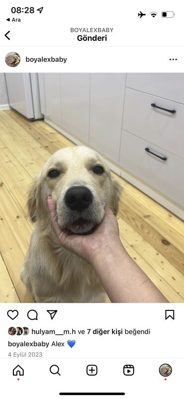 çubuş itlər: Retriever, 2 il, Erkek, Cütləşmə üçün