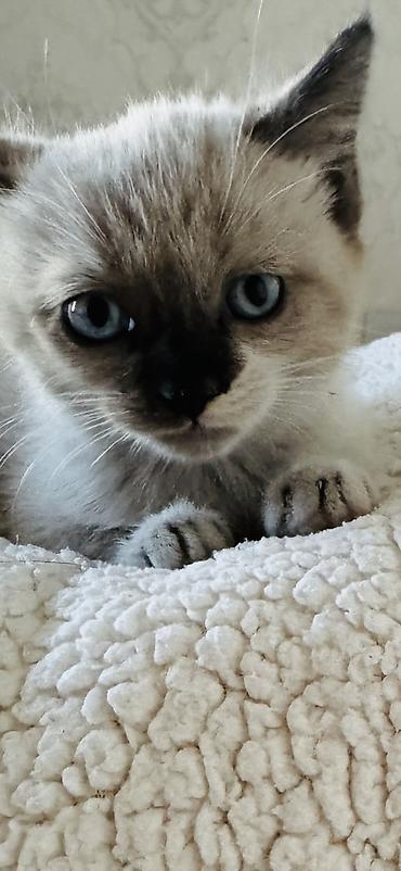 ищу кошку: Кошка даром: Сиамская, Девочка — 6