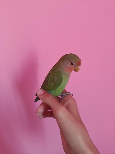 sultan tutuquşusu: “Lovebird” nerazluçnik tutuquşusu Ruçnoy quşdur əldə oturur baladır — 5