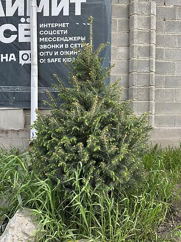 Ель: Ель (вероятно, канадская/серая, Picea glauca), компактная — 8