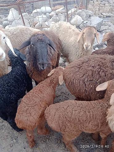 Баран, овца: Продаю | Баран (самец) | Для разведения | Матка — 9
