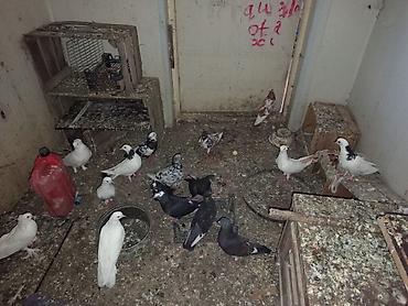 ev itləri ucuz: Razilasma yolu ilə balali ucuşdudular — 1