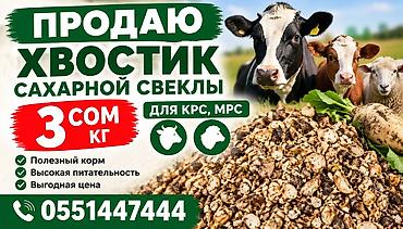 Хвостик сахарной свеклы — корм для КРС и МРС. - Высокая