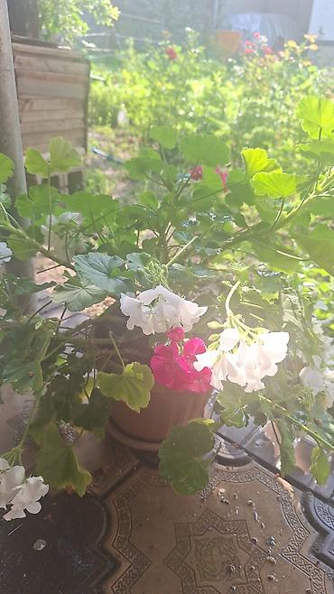 Денежное дерево: Г.Ош продаю цветы по 250 сом — 3