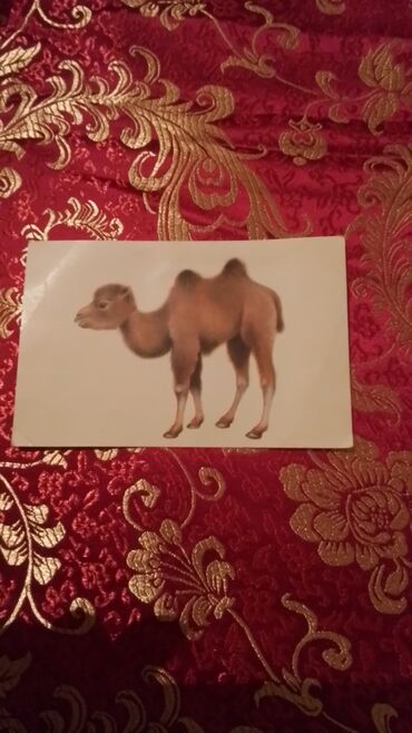 Açıqcalar: DON KIXOT ! Kolleksiyadan satilir — 9