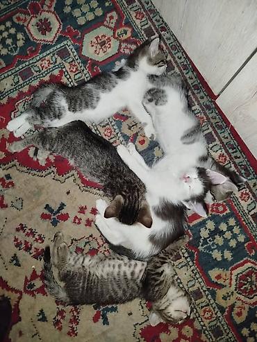 Мышыктар: Котята домашние, короткошёрстные. - Окрас: тигровые табби и — 1