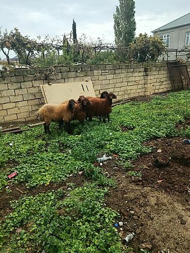 keçi çəpiş: 5 Eded togludu 5nin qiyməti 2300 AZN — 1