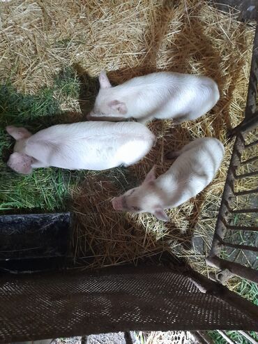 Свиньи: Продаю | Свинья (самка), Хряк (самец), Поросенок