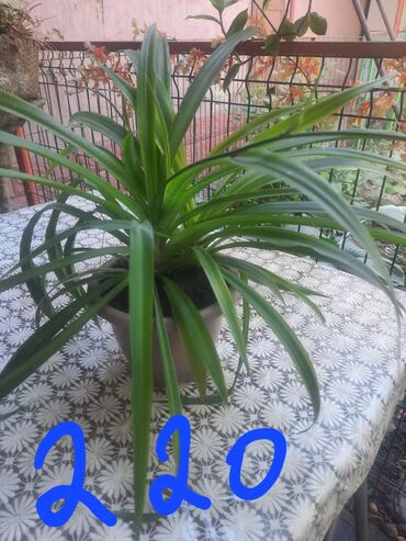 Алоэ: Алоэ at lalafo.kg — 4 Алоэ: Алоэ — 4