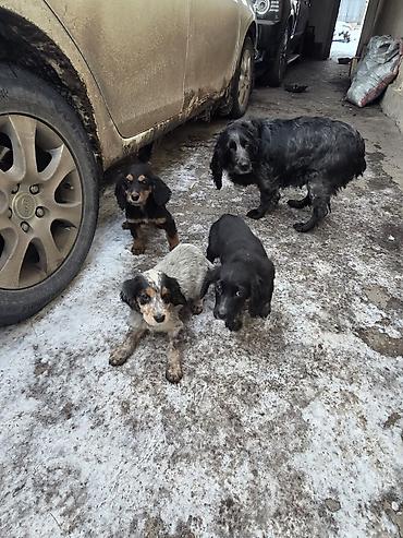 Продажа собак: Щенки спаниеля - Помет от породистой мамы-спаниеля (на фото рядом с — 3