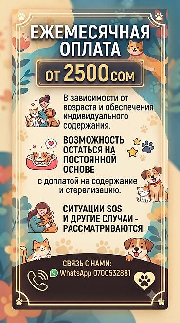 каракол кой: Найдена : Беспородная — 4