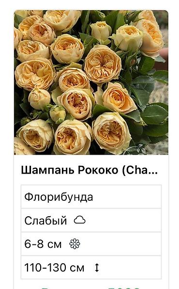 Садовые цветы и кустарники: Саженцы цветка: Розы — 8