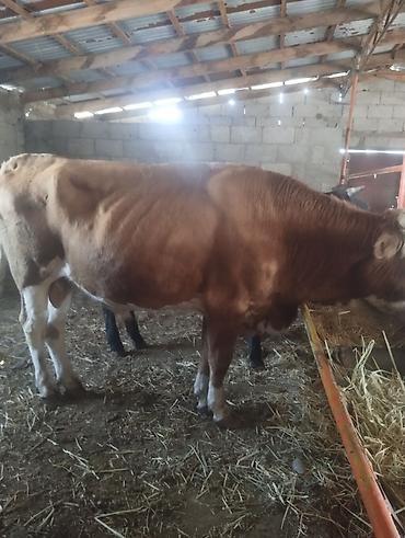 продаю животных: Продаю | Бык (самец) | На откорм | Племенные — 2