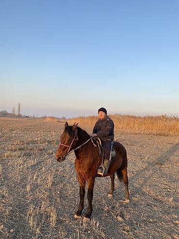 Другие животные: 4 асый . Рост 165 Казан улак жана жер улак бар. Ортонун аты Буттары — 6