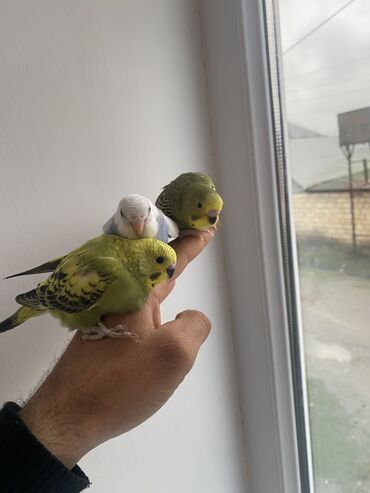 Tutuquşları: Valnis balaları satılır ətraflı məlumat üçün vasapa yazın Birdəki — 10