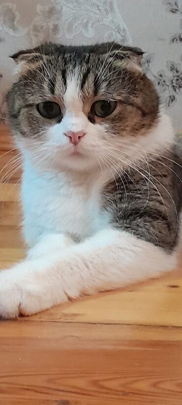 İtlər: Dişi, Yaxşı əllərə, Ünvandan götürmə