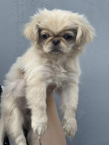 itlee: Pekines, 2 ay, Dişi — 2