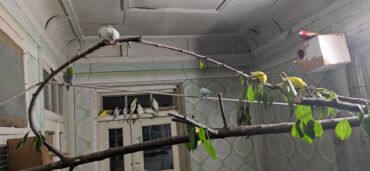 Птицы: Молодежь волнистых папугаев оптом и в розницу)насчёт доставки — 7