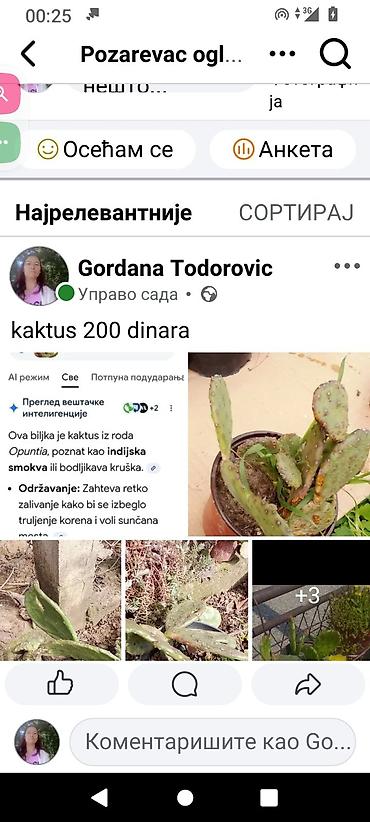seme palme: Kaktus iz roda Opuntia (indijska smokva/bodljikava kruška) - Vrsta — 1