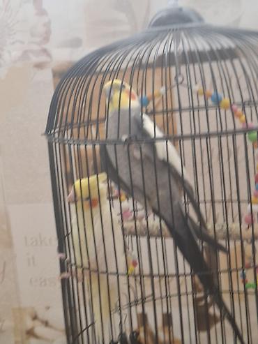 Qəfəslər: Təsvir: - 2 ədəd carella papuqayı: biri açıq sarı-ağ rəngdə, digəri — 7