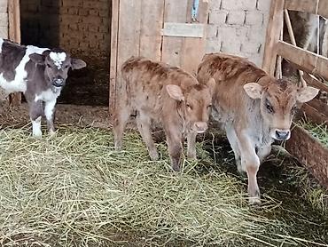 Коровы, быки: Продаю | Бык (самец) | Для разведения | Племенные — 2