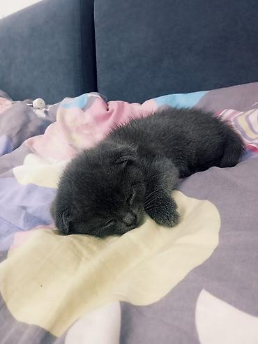 Продажа кошек: Скотиш Страйт (Шотландская прямоухая), 1 месяц, Мальчик, Голубой, Приучена к лотку — 10