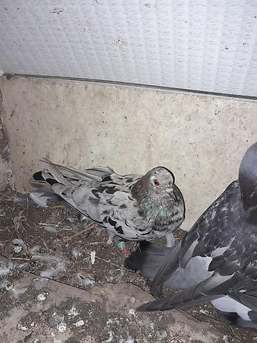 göyercinler: Quwlar satilir ebres ve cil cut alana 5 azndan tek qiymet deyisir 5 — 6
