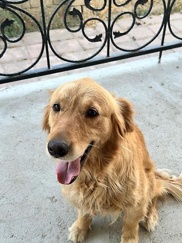 barter itlə: Labrador-retriver, 1 il, Dişi, Ödənişli çatdırılma, Ünvandan götürmə — 1