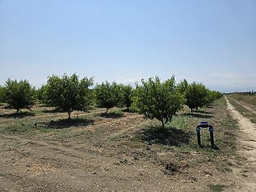 ağac tinglərinin satışı: ●Xaçmaz Rayonu Ağçay kəndi ●Sənədi Çıxarış- 3,15ha ●Yassı Şaftalı — 8