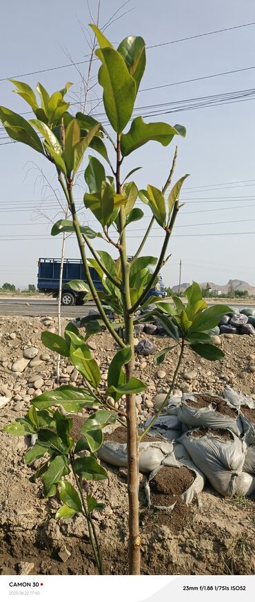 Декоративные деревья: Саженцы деревьев: Магнолии — 18