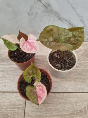 Филодендроны: Сциндапсусы,сансевиерии ва,алоказия,бегония макулата монстера — 20