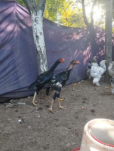 Продам с/х животных: Продаю | Цыплята | Бойцовая | Для разведения — 6